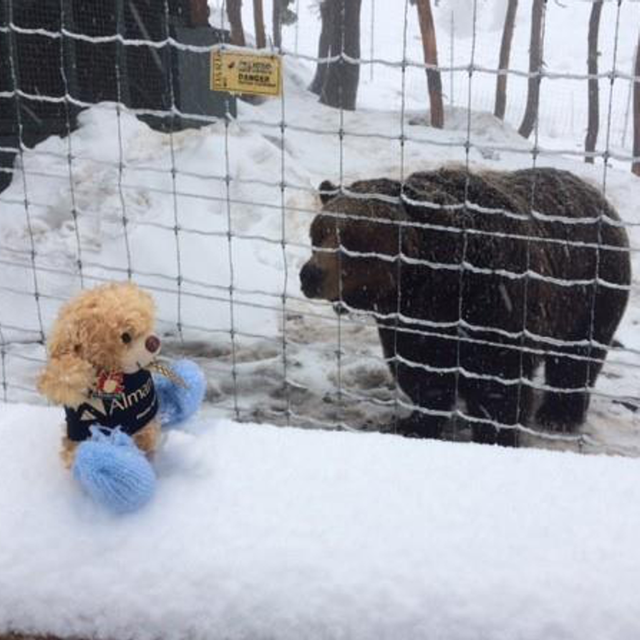 2017 Graham & Bev Hampton Polar bear and AP bear sitting in a snow at Alman Partners True Wealth Mackay & Brisbane