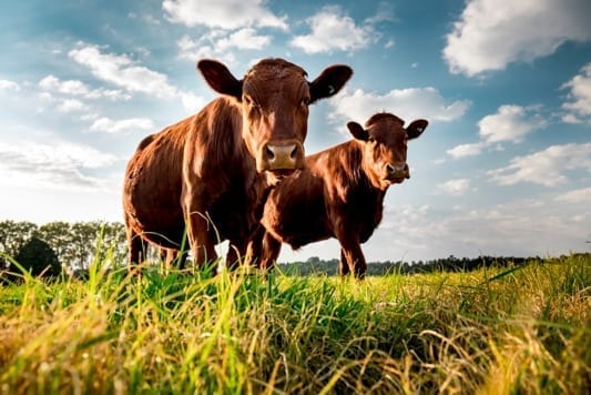 Selling a Cattle Property Selling a Cattle Property - Case Studies Alman Partner True Wealth Mackay & Brisbane