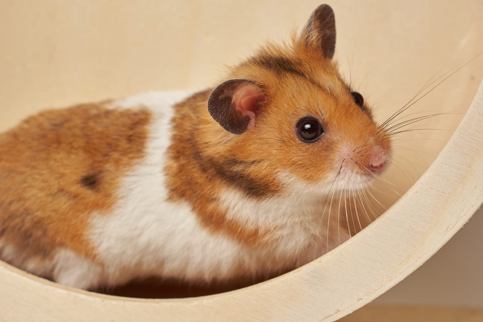 Hamster Hamster at Alman Partners True Wealth