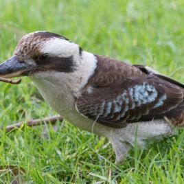 Kookaburra worm Kookaburra worm
