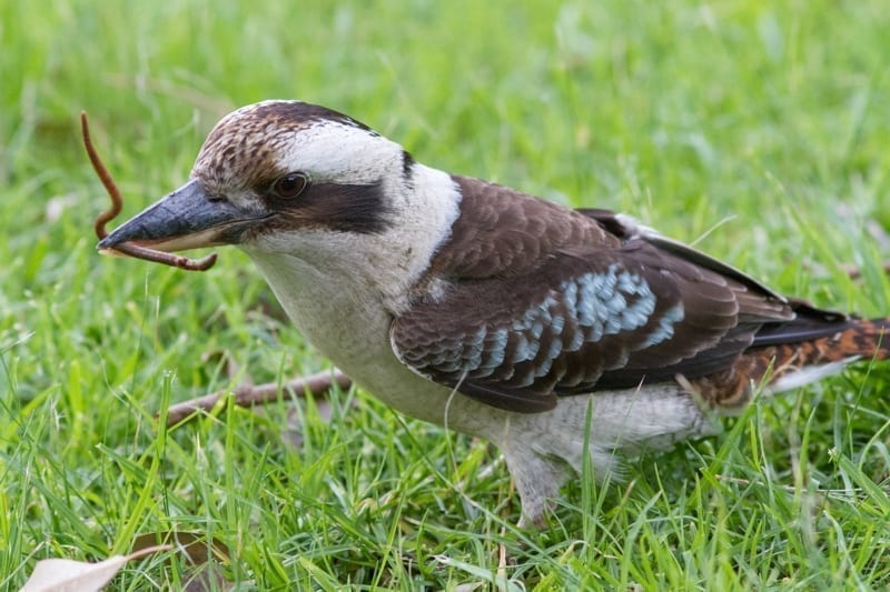 Kookaburra worm