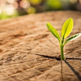 Seedling in Tree Stump Seedling in Tree Stump