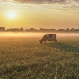 So, you think you’re ready to Retire? Four Cows in the Fields at Alman Partners True Wealth So, you think you’re ready to Retire? Four Cows in the Fields at Alman Partners True Wealth