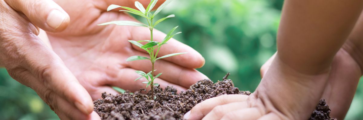 Legacy, planting tree, hands